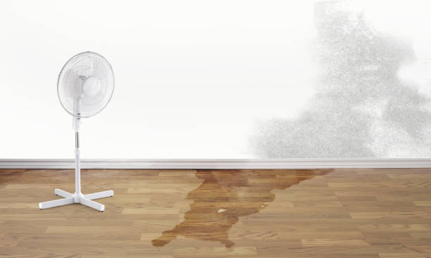 Best Water damage repair service  in Opa Locka, FL